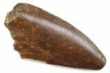 Serrated Raptor Tooth - Real Dinosaur Tooth #376524-1
